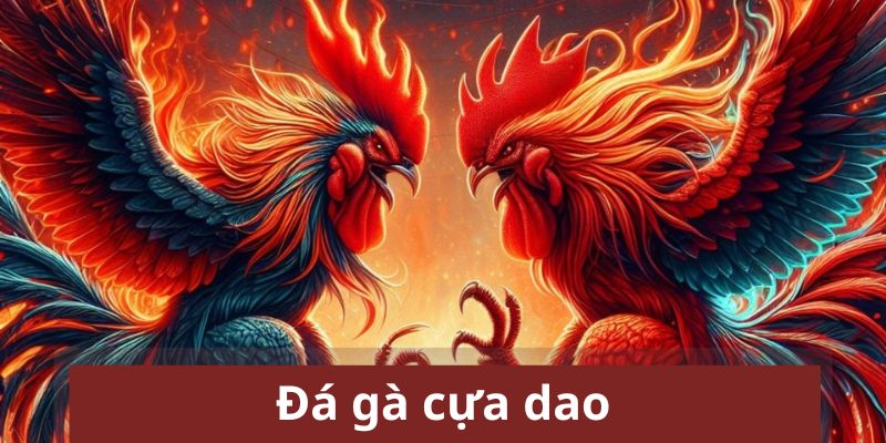 Đá gà cựa dao