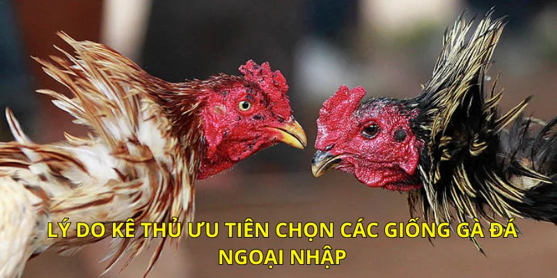 Lý do kê thủ ưu tiên chọn các giống gà đá ngoại nhập