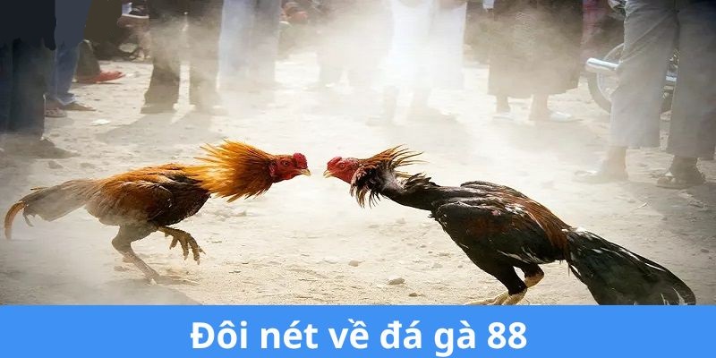 Đá gà 88 là địa chỉ theo dõi các trận chọi kê trực tiếp uy tín