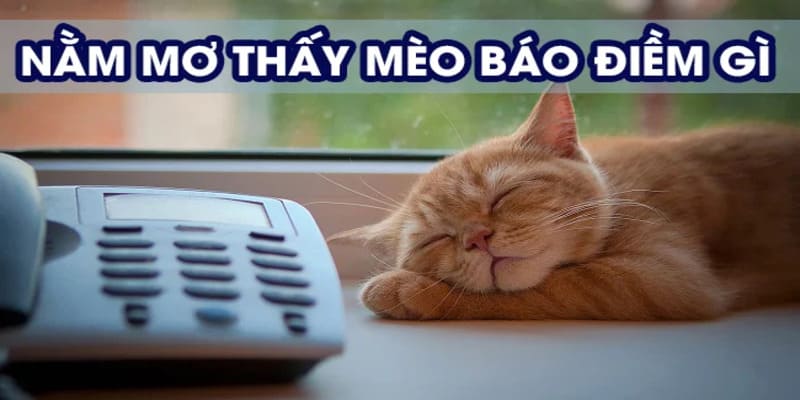 Giải mã chi tiết giấc mơ thấy mèo của bạn 