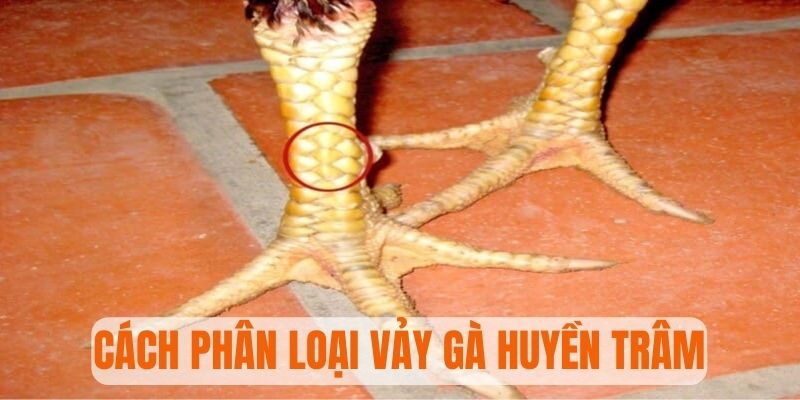 Giới thiệu loại vảy gà ngang cựa huyền trâm