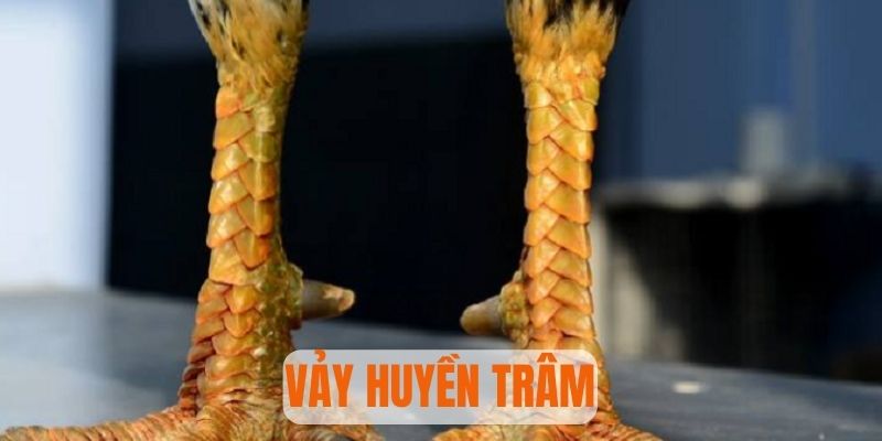 vảy huyền trâm