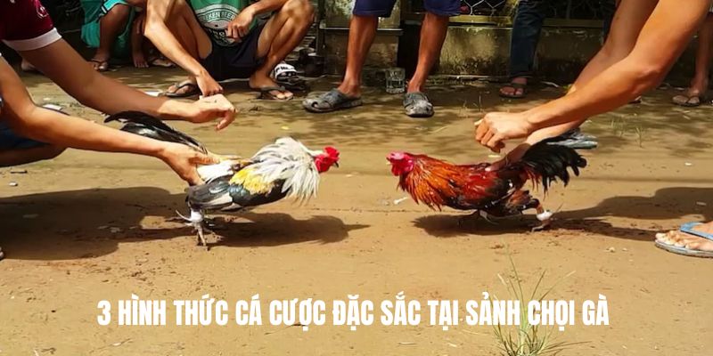 3 hình thức cá cược đặc sắc tại sảnh chọi gà