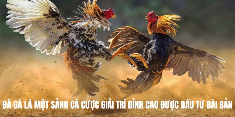 Đá Gà là một sảnh cá cược giải trí đỉnh cao được đầu tư bài bản