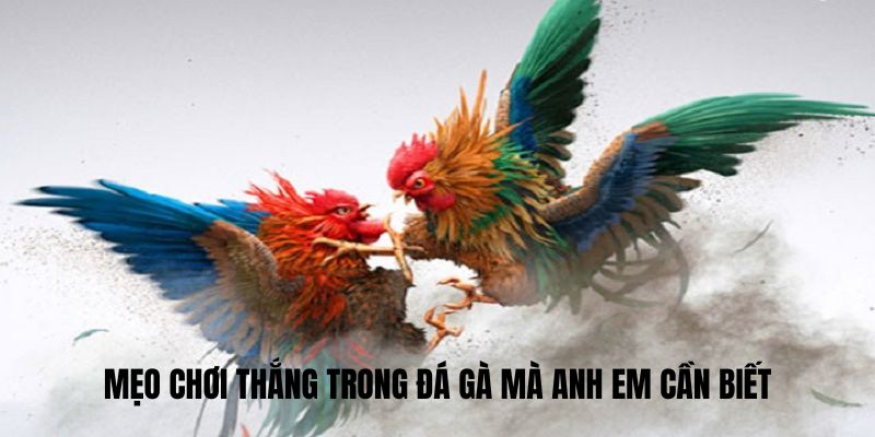 Mẹo chơi thắng trong Đá Gà ae888 mà anh em cần biết